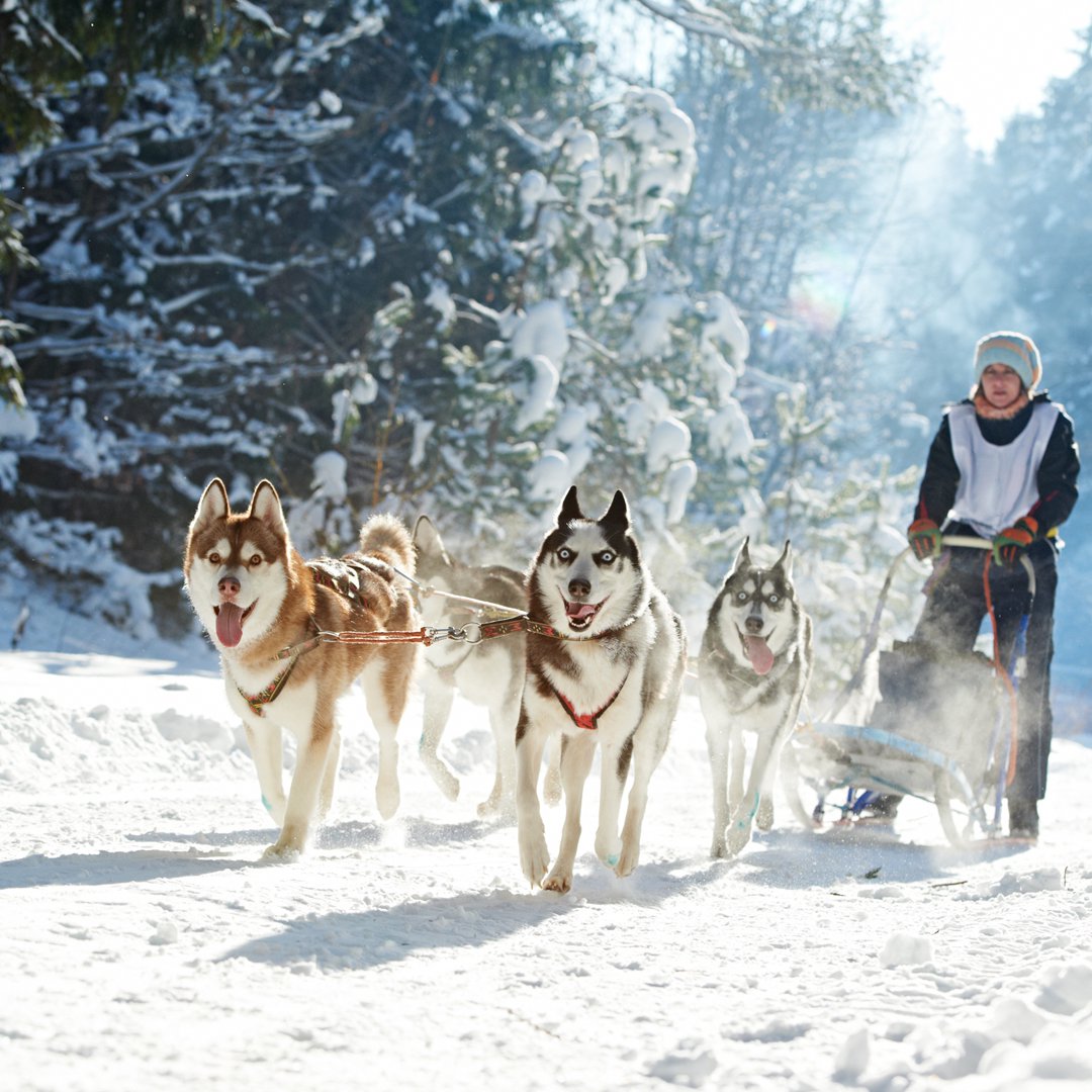 Schlittenhunderennen Thueringen