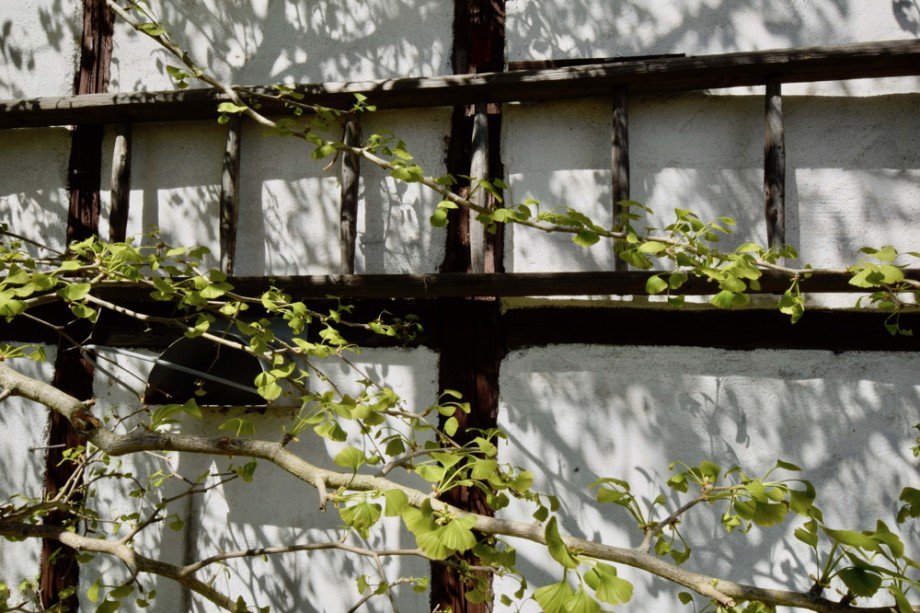 Gingko an der Scheune Doppelhaush�lfte Gr�fenhain/ Ohrdruf